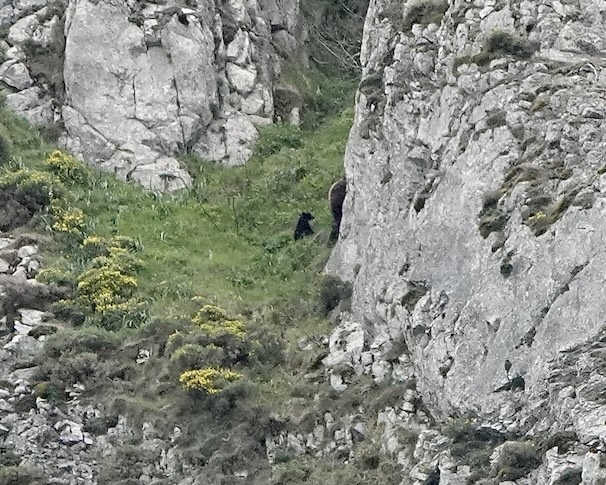 Cantabrian brown bear